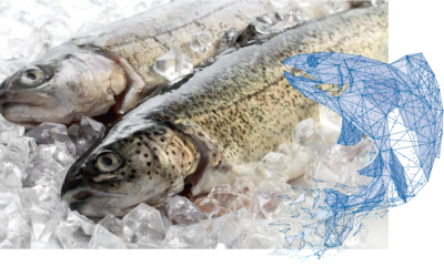 How much IT goes into fish & co.?