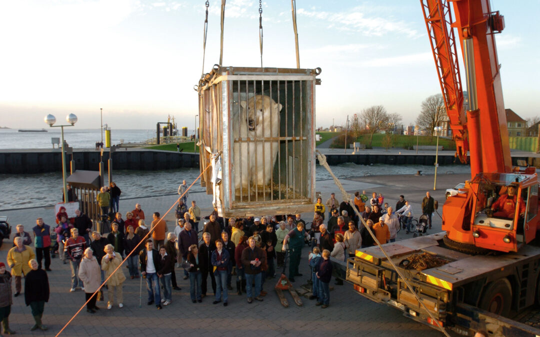 Feed logistics and flying polar bears