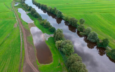 New water habitat for amphibians and more